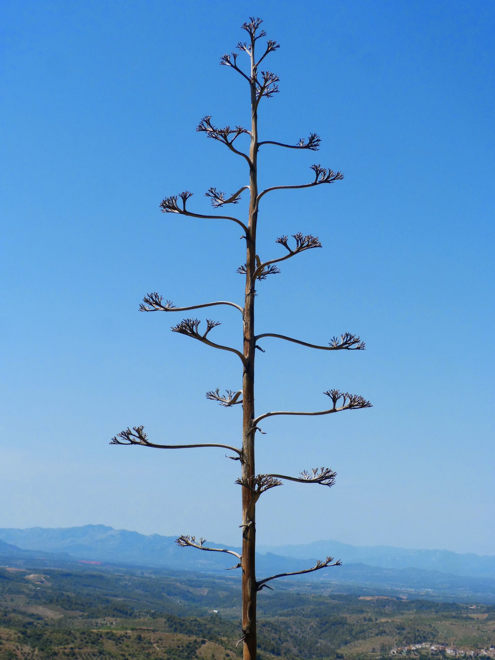 Panasonic DMC-FZ62 sample photo. Florde hard, agave, atzavara photography