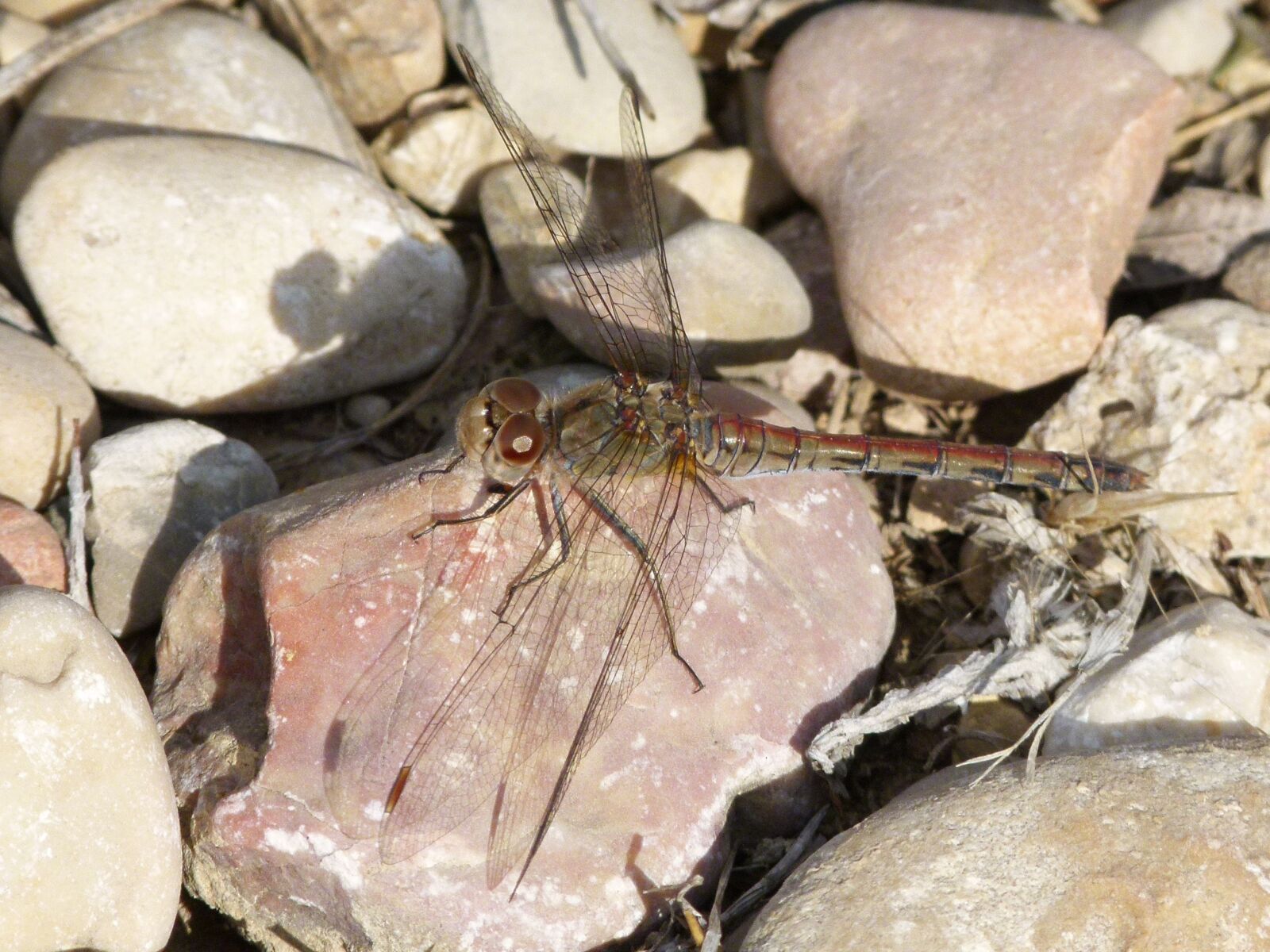 Leica V-Lux 2 sample photo. Dragonfly, stem, stones photography