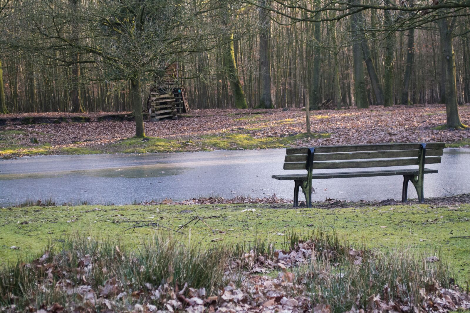 Nikon D3100 sample photo. Nature, water, tree photography