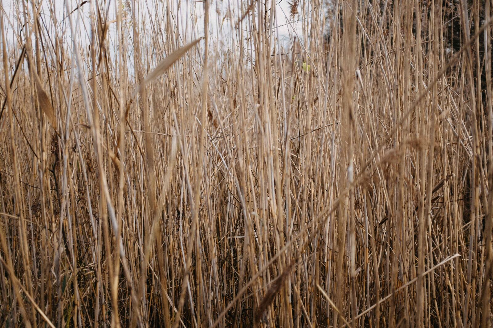 Fujifilm X100T sample photo. Landscape, bohemia, wood photography
