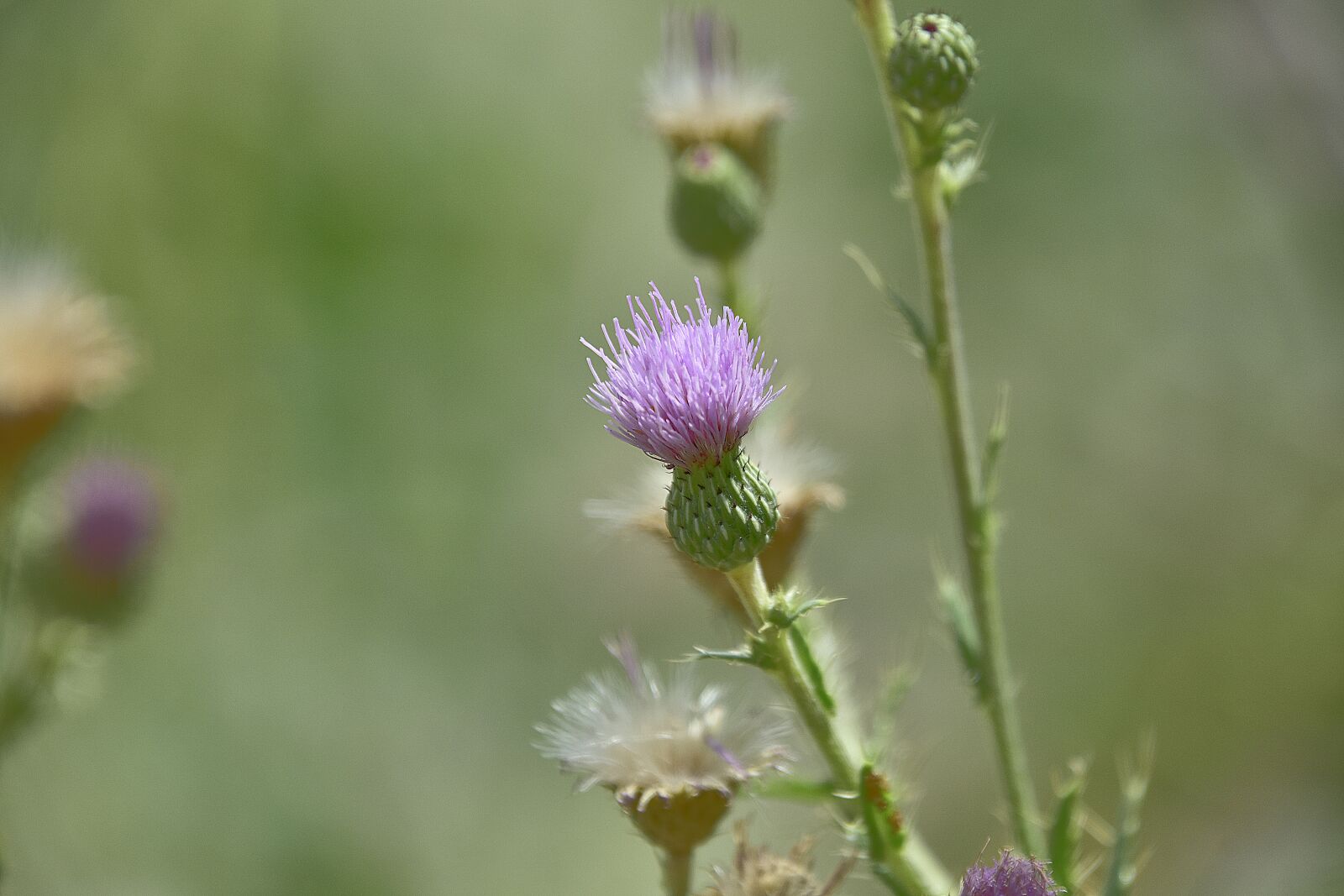 Nikon D7200 sample photo. Skewers, thorns, thorny photography