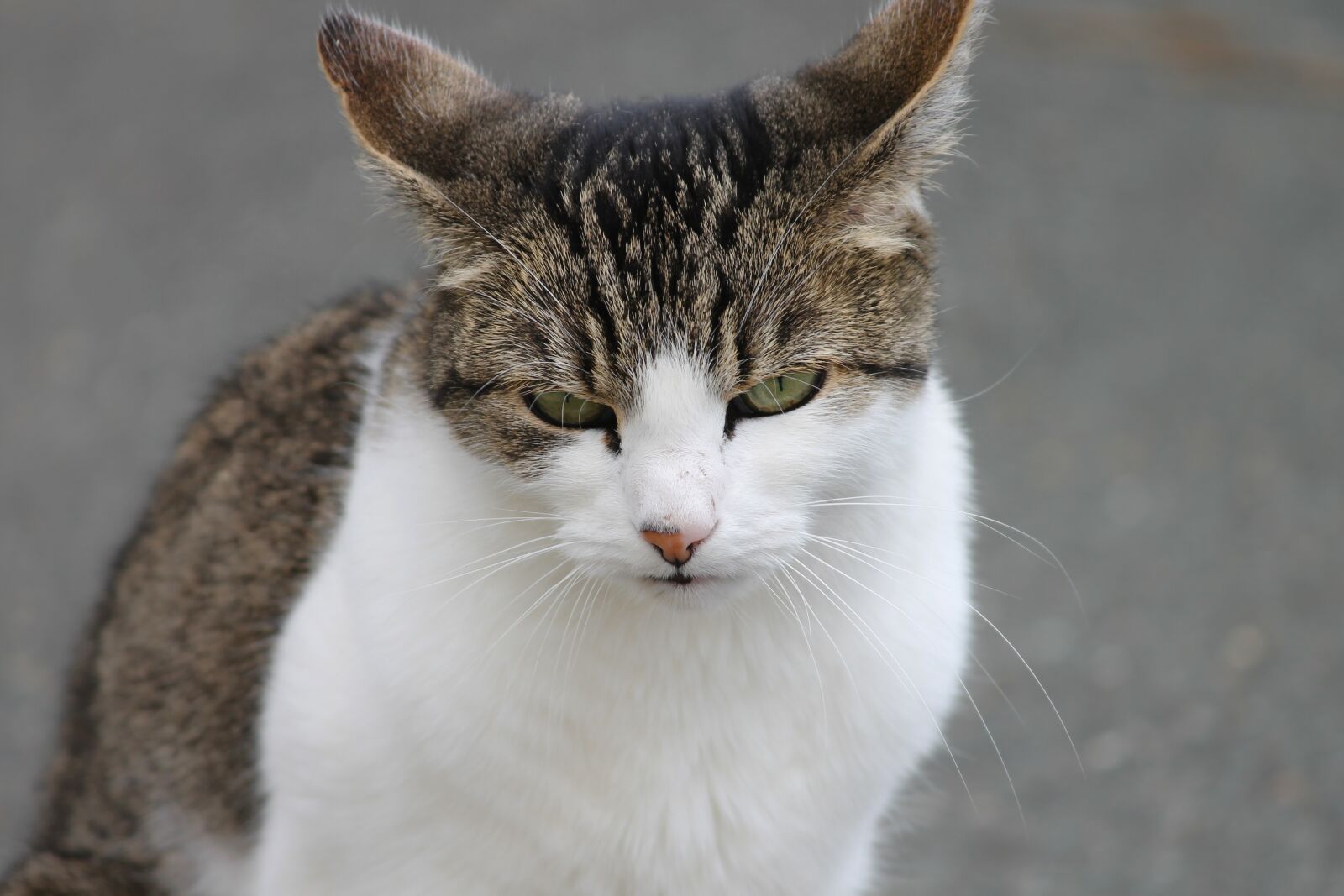 Canon EOS 1100D (EOS Rebel T3 / EOS Kiss X50) sample photo. Cat, domestic cat, pet photography