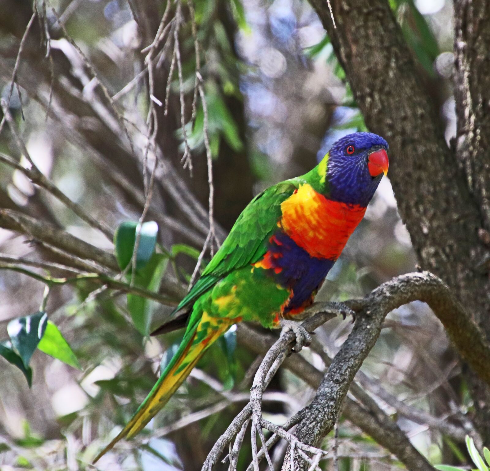 Canon EOS 800D (EOS Rebel T7i / EOS Kiss X9i) sample photo. Bird, australian, rainbow lorikeet photography
