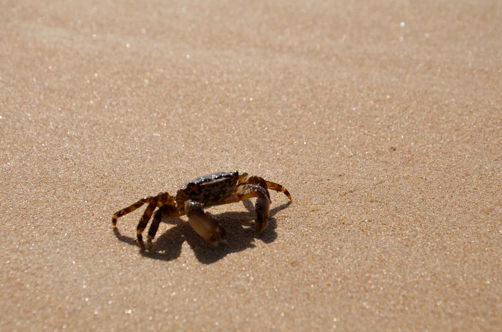 Nikon D5100 sample photo. Crab, beach, sea photography