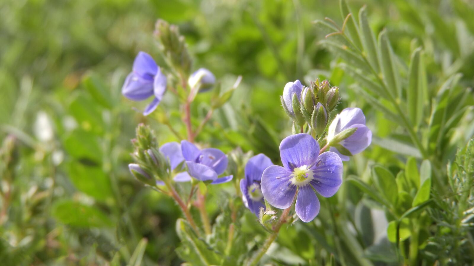 Nikon Coolpix P610 sample photo. Veronica, blue, veronicaceae photography
