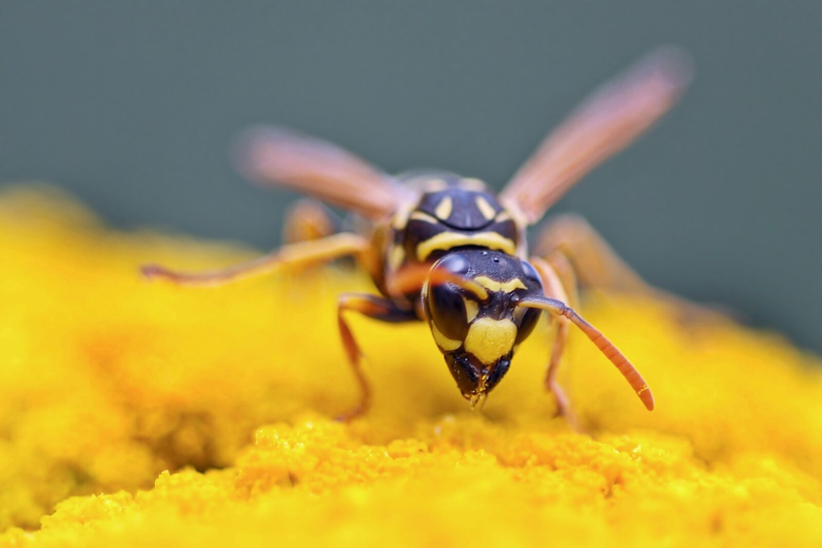 Olympus E-30 sample photo. Gallic field wasp, aggressive photography
