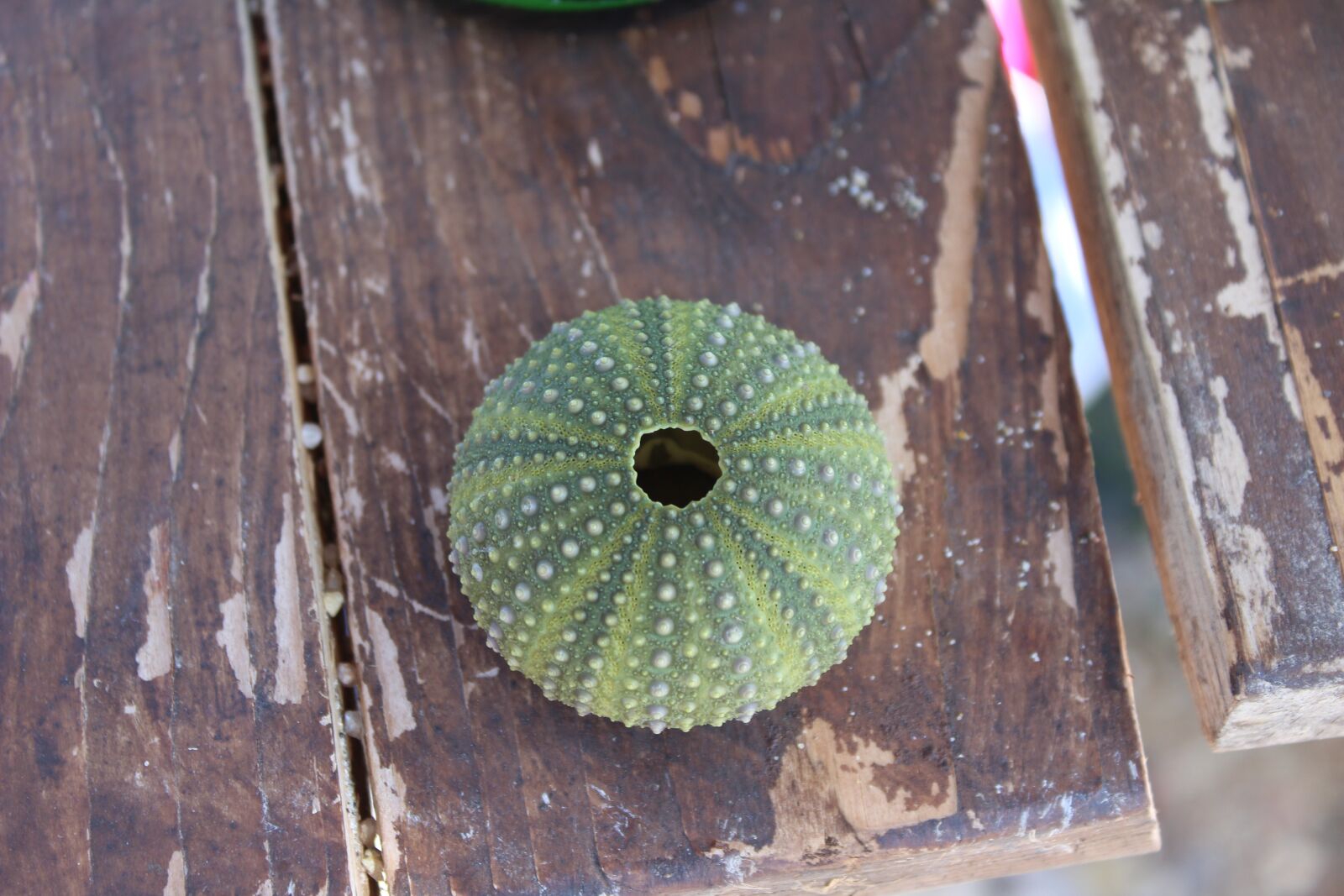 Canon EOS 1300D (EOS Rebel T6 / EOS Kiss X80) sample photo. Shell, green, summer photography