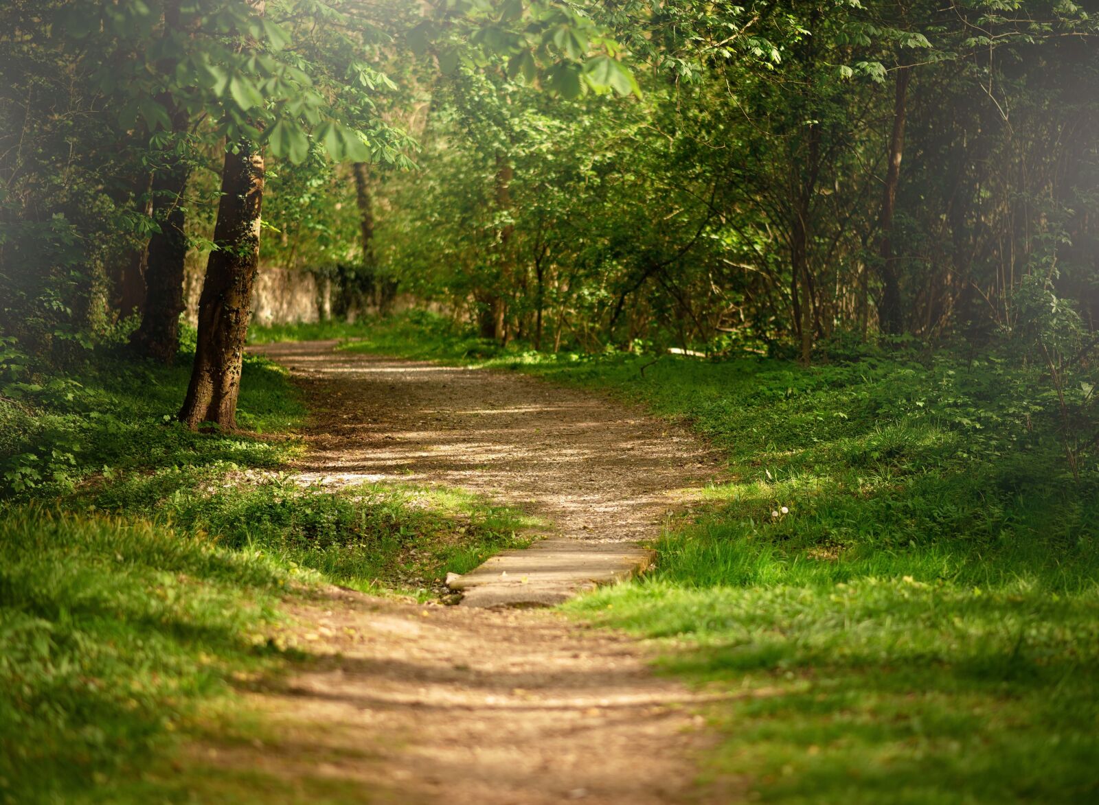 Nikon D610 sample photo. Forest, nature, spring photography