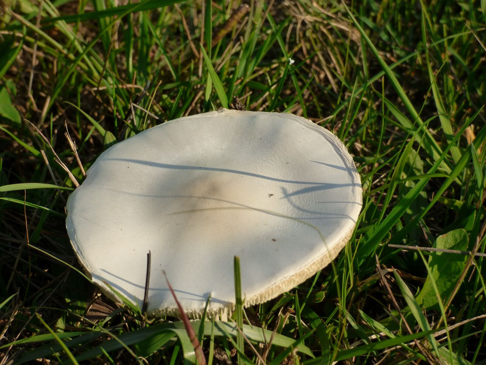Panasonic DMC-FZ72 sample photo. Boletus, sponge, grass photography