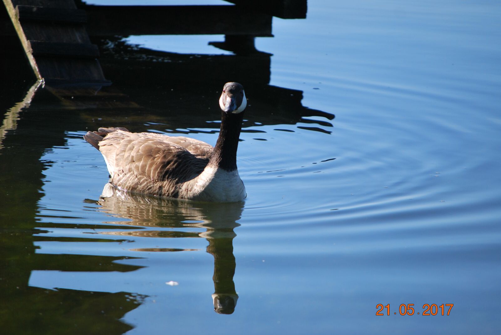 Nikon D60 sample photo. Animal, water, nature photography