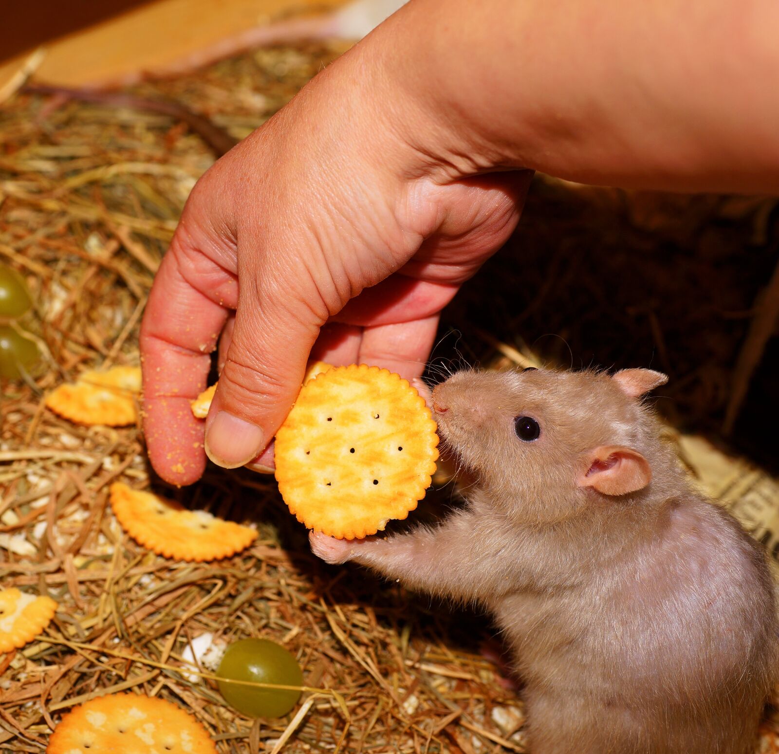 Sony a99 II sample photo. Rat, color rat, tame photography