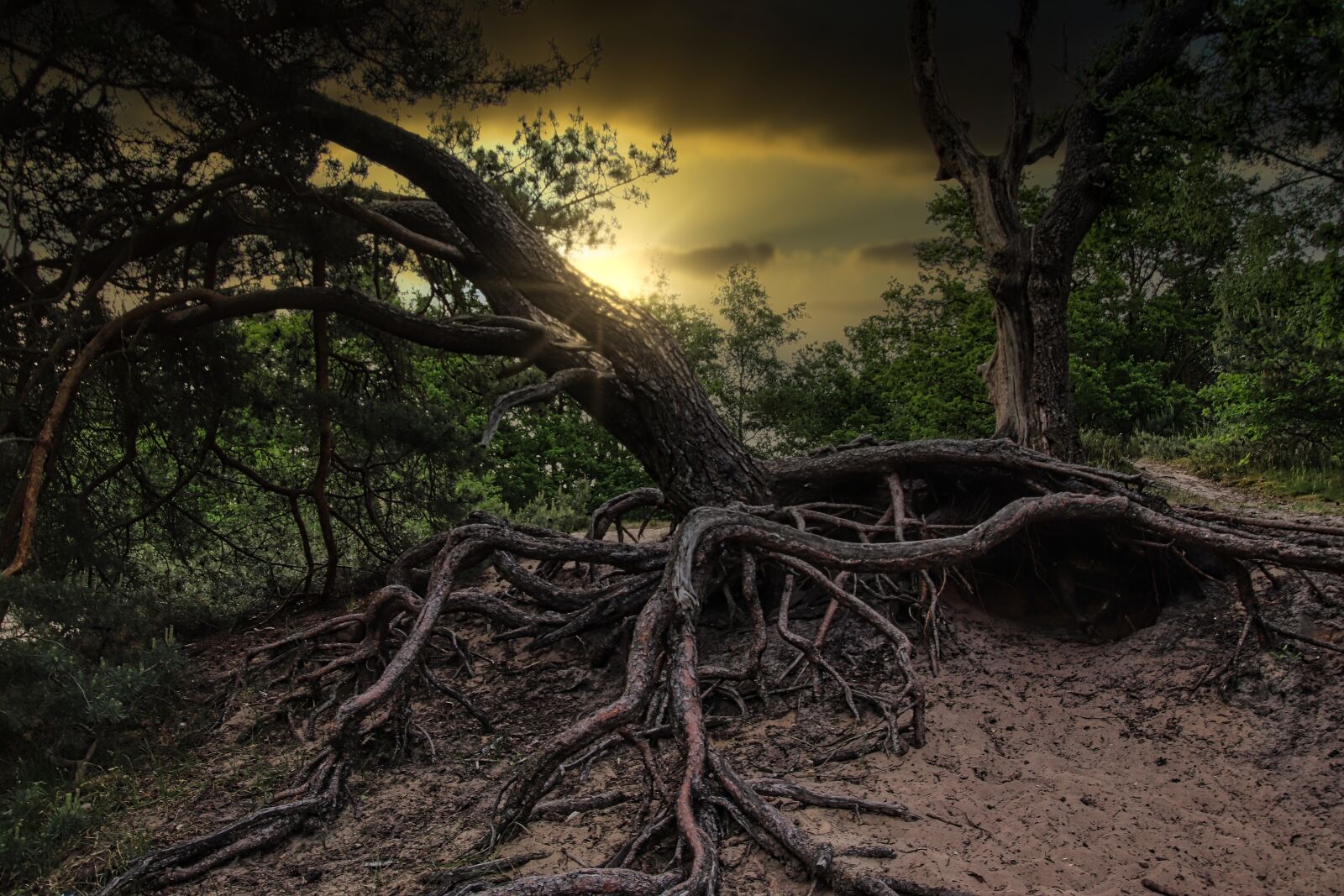 Canon EOS 77D (EOS 9000D / EOS 770D) sample photo. Forest, tree root, wood photography