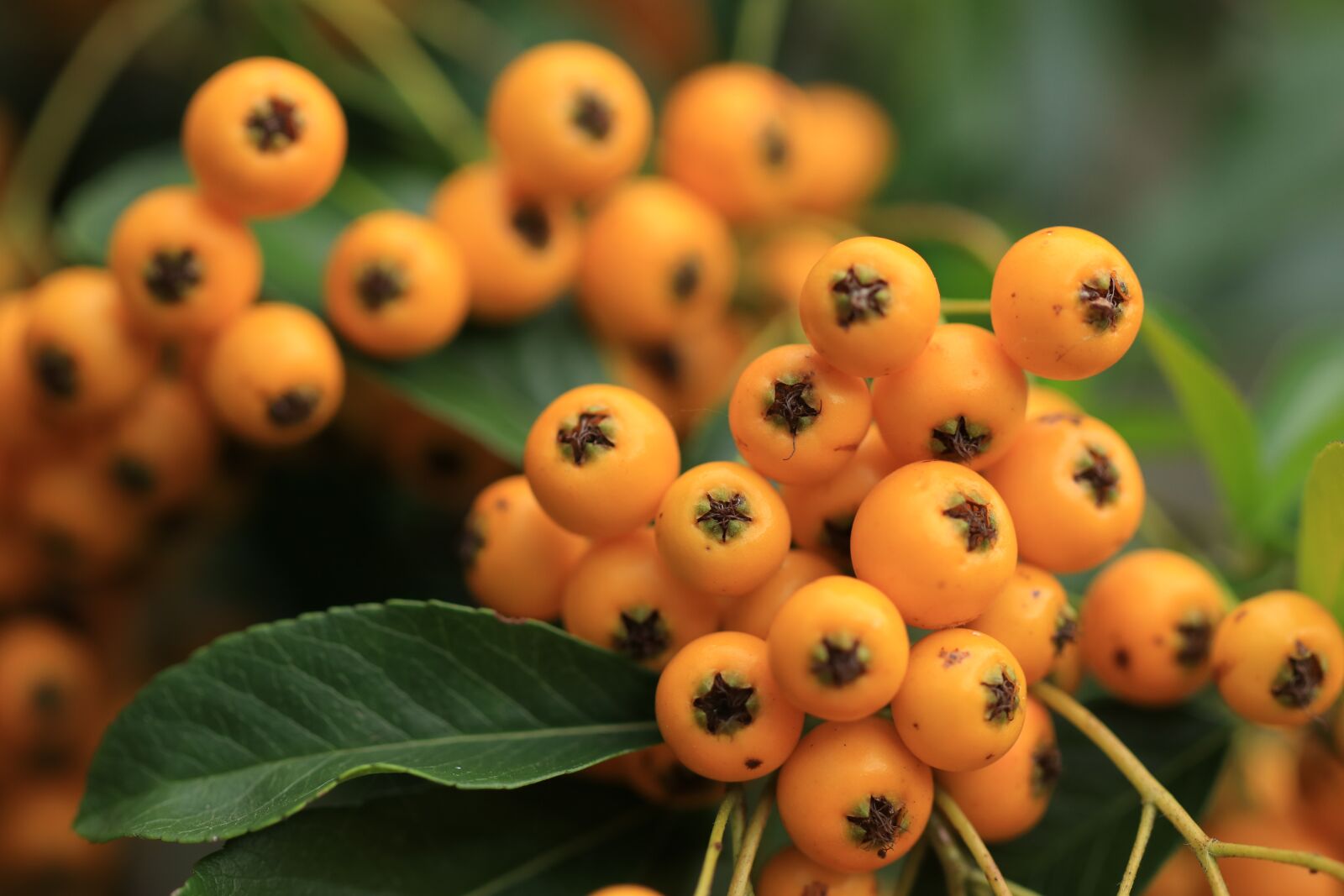 Canon EF 100mm F2.8L Macro IS USM sample photo. Pyracantha, bush, hague photography