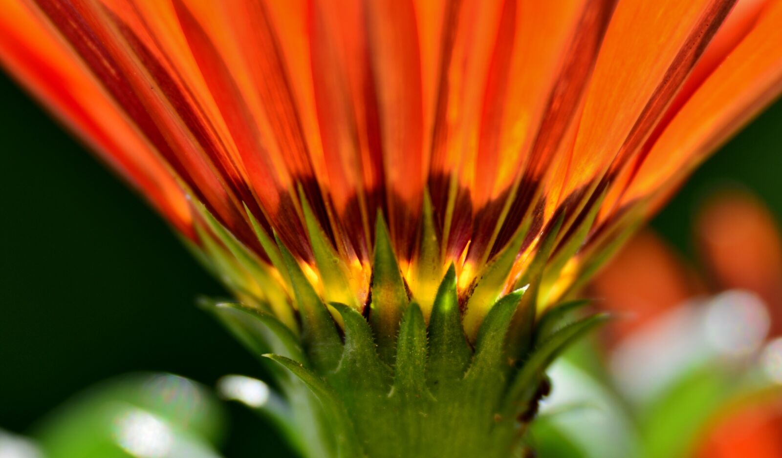 Nikon D600 sample photo. Gazania, flower, orange photography