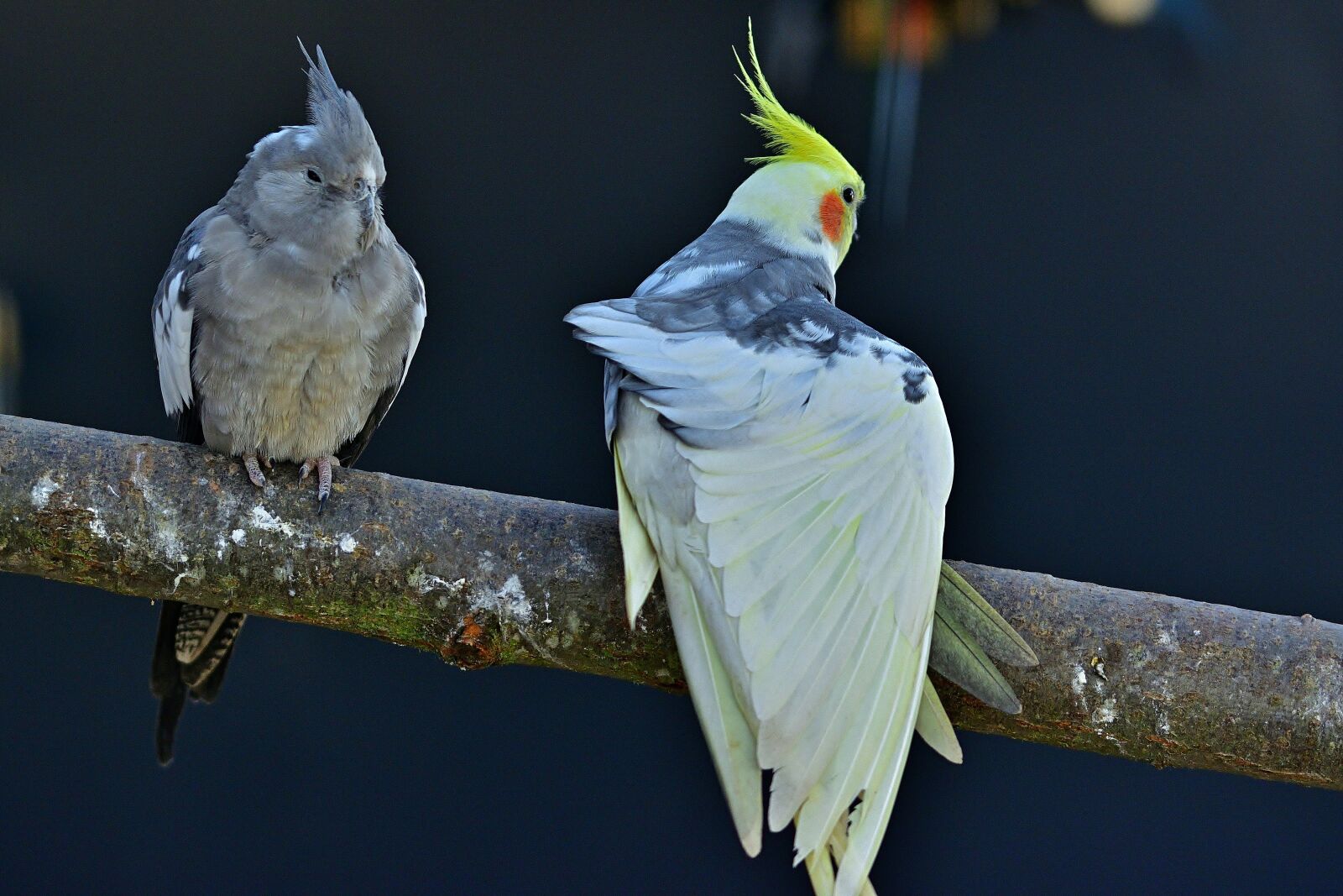 Nikon D5200 sample photo. Animal world, nature, parakeets photography
