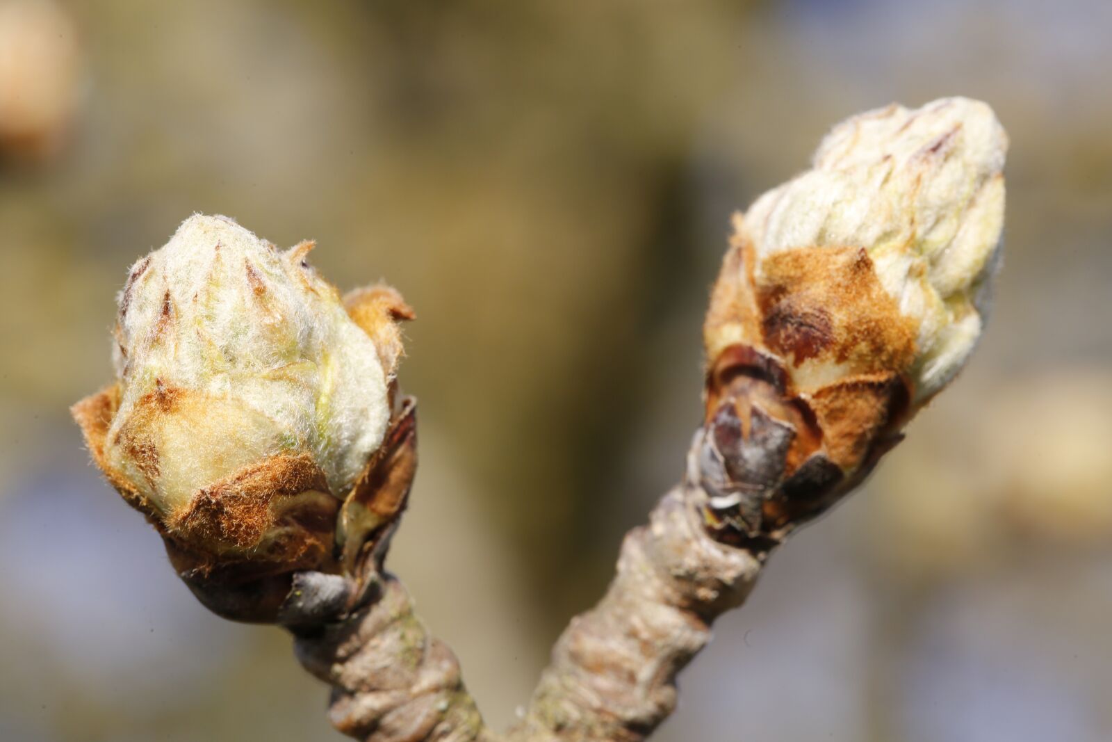 Canon EF 100mm F2.8L Macro IS USM sample photo. Spring, plant, engine photography
