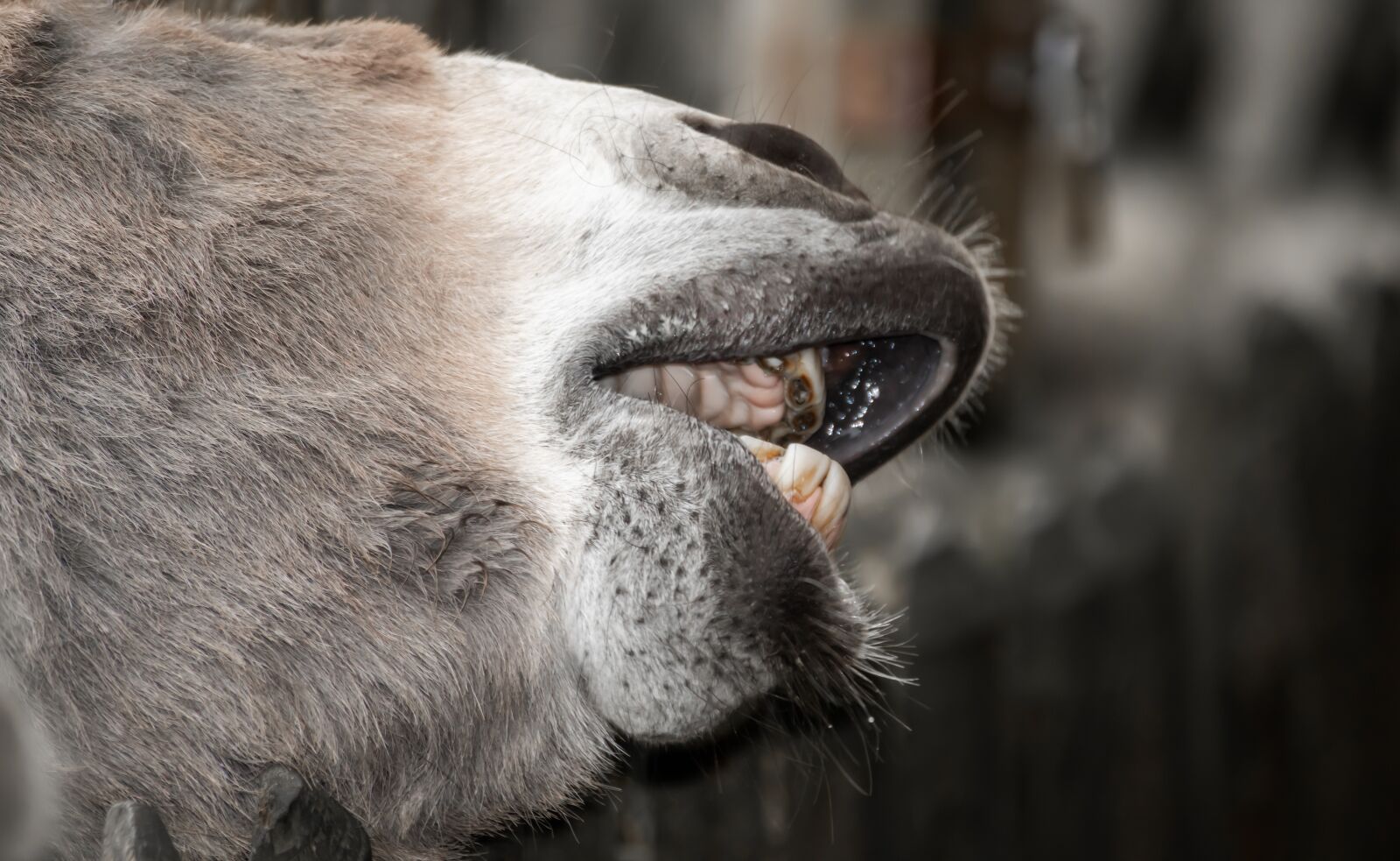 Canon EOS 200D (EOS Rebel SL2 / EOS Kiss X9) sample photo. Donkey, foot, snout photography