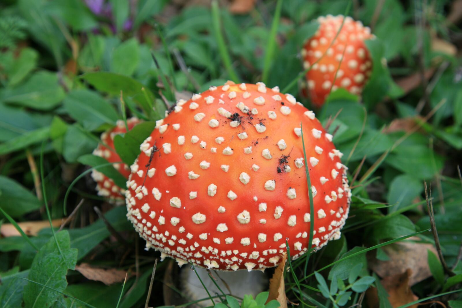 Canon EOS 400D (EOS Digital Rebel XTi / EOS Kiss Digital X) sample photo. Fall, mushroom, white photography