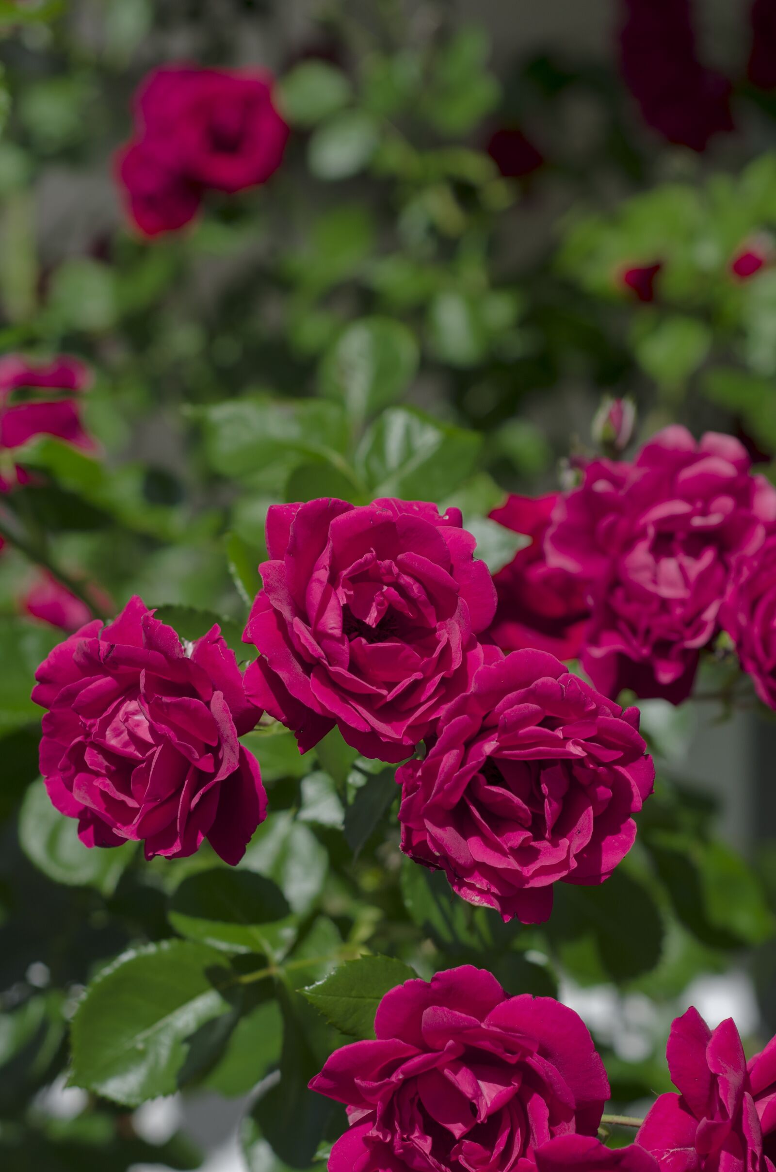 Nikon D7000 sample photo. Roses, nature, flowers photography