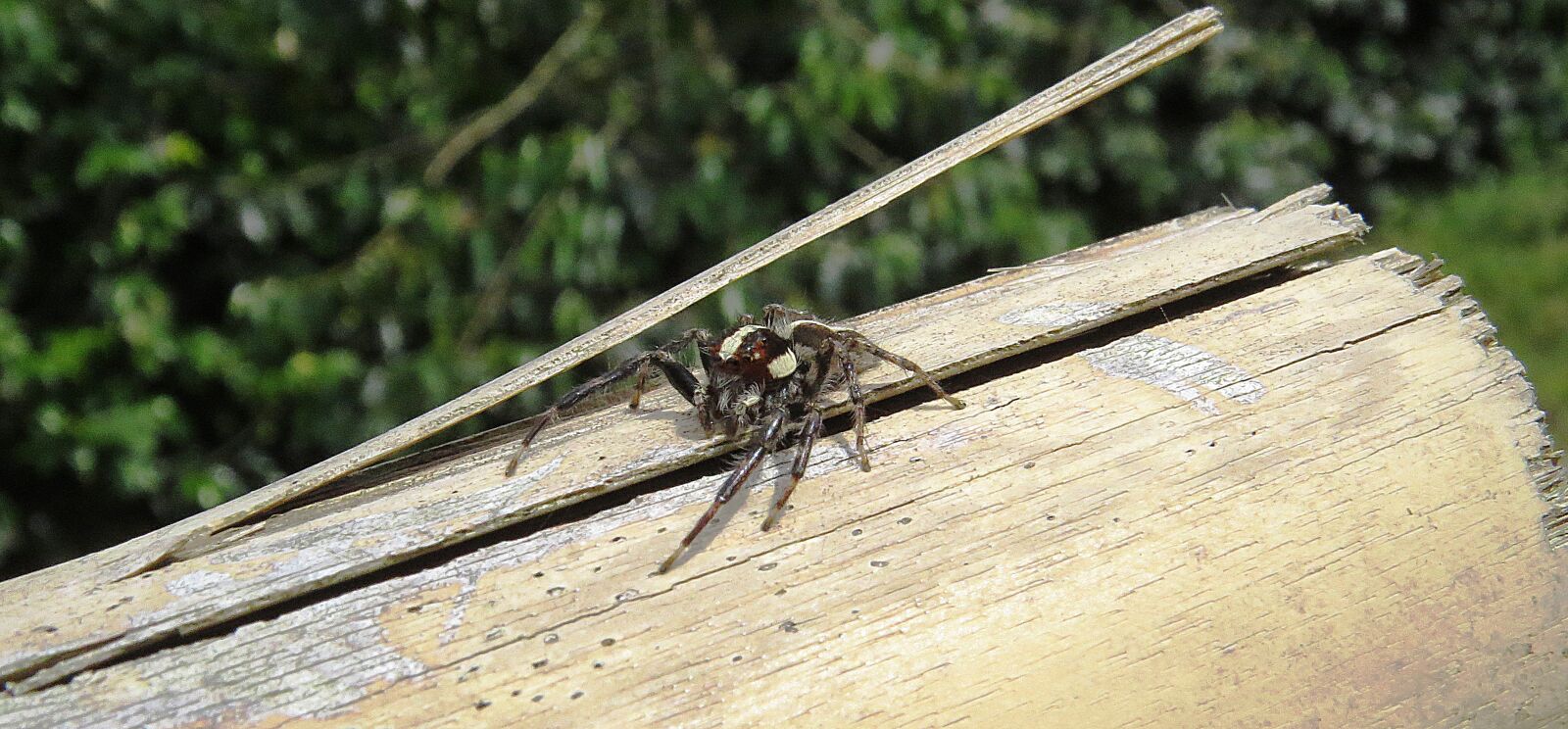 Canon PowerShot SX50 HS sample photo. Spider leaper, hunter, insect photography