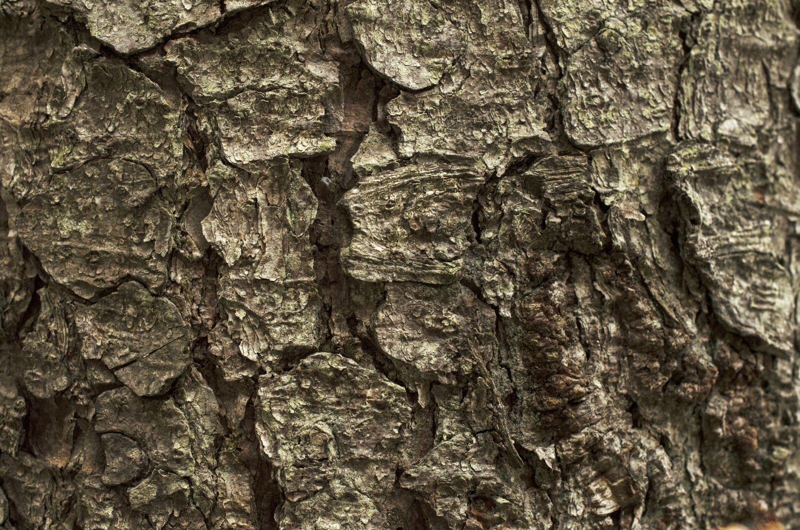 Nikon D5100 sample photo. Bark, tree bark, background photography
