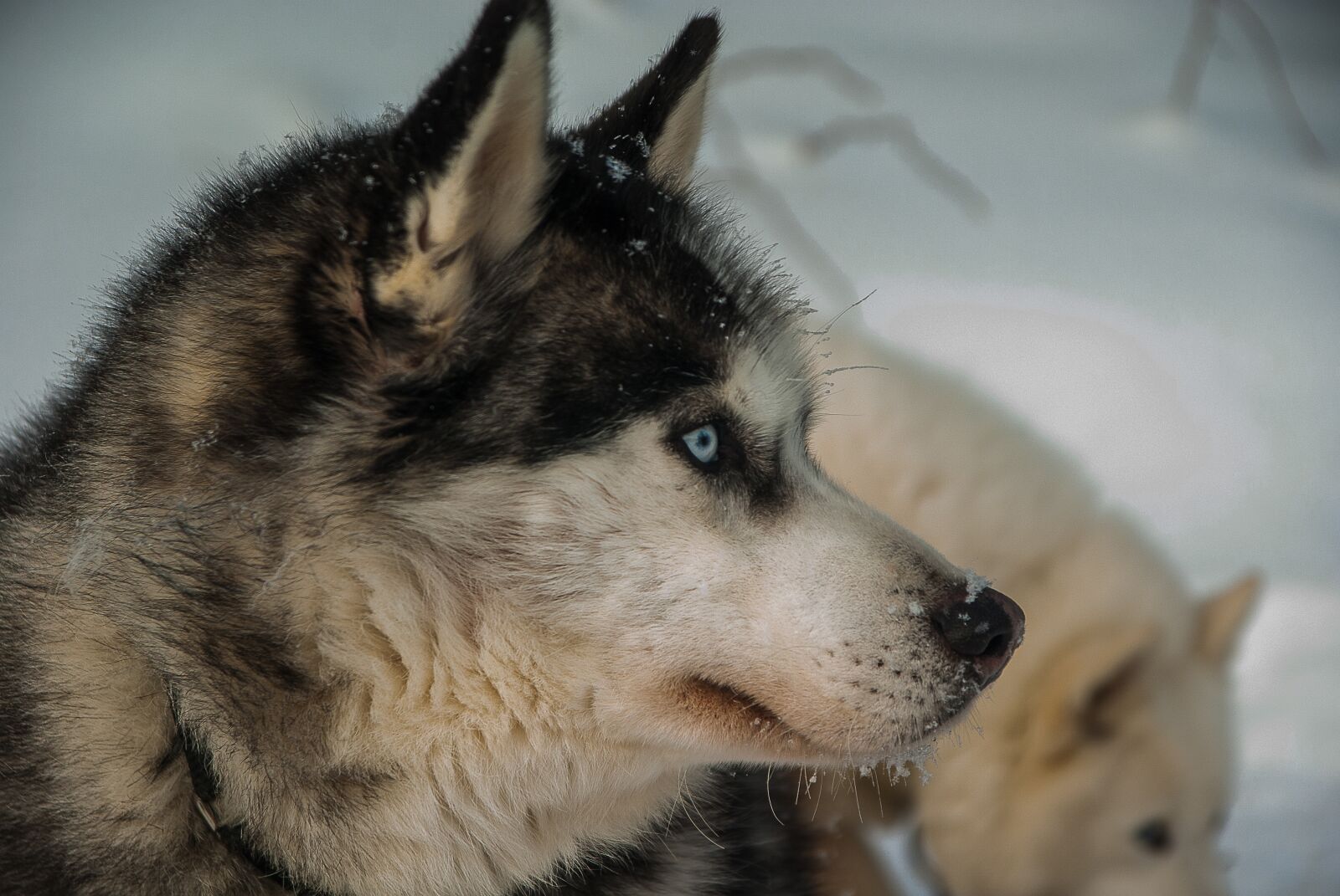 Pentax K10D sample photo. Dog, husky, fur photography