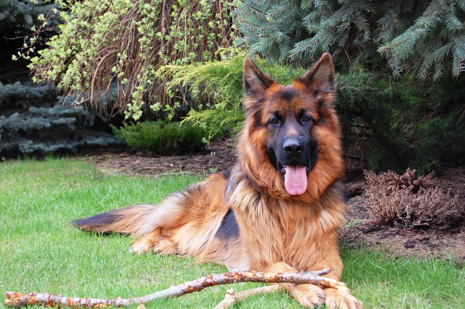 Nikon D40 sample photo. German shepherd, friend, dog photography