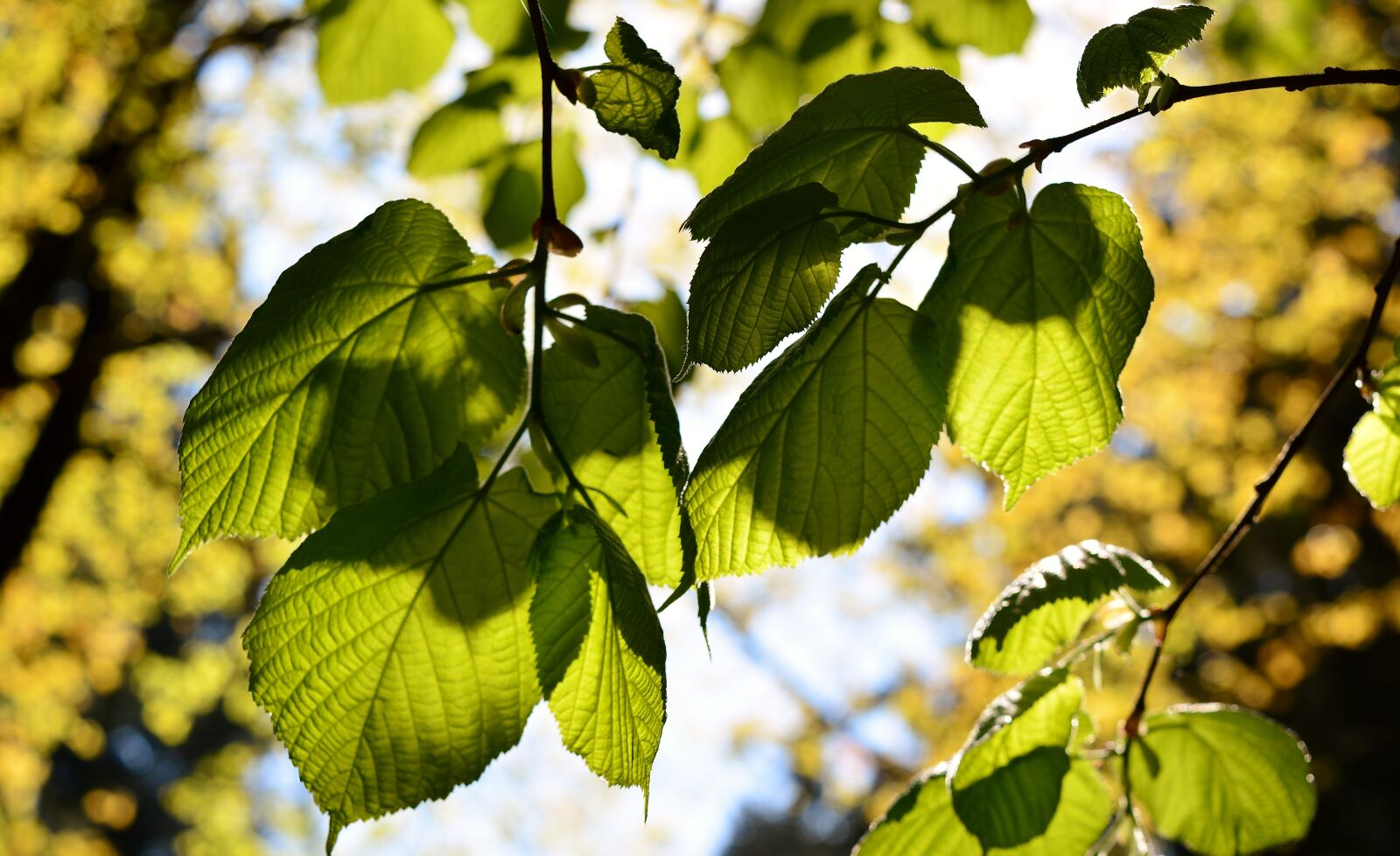 Nikon D5200 sample photo. Forest, tree, leaves photography