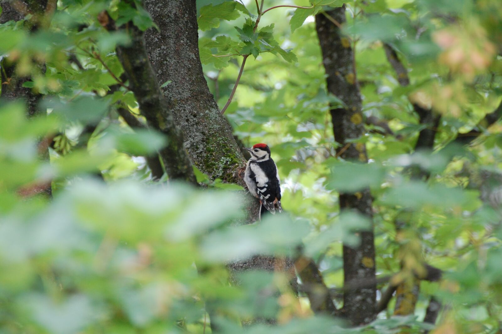 Nikon D40 sample photo. Woodpecker, forest, bird photography
