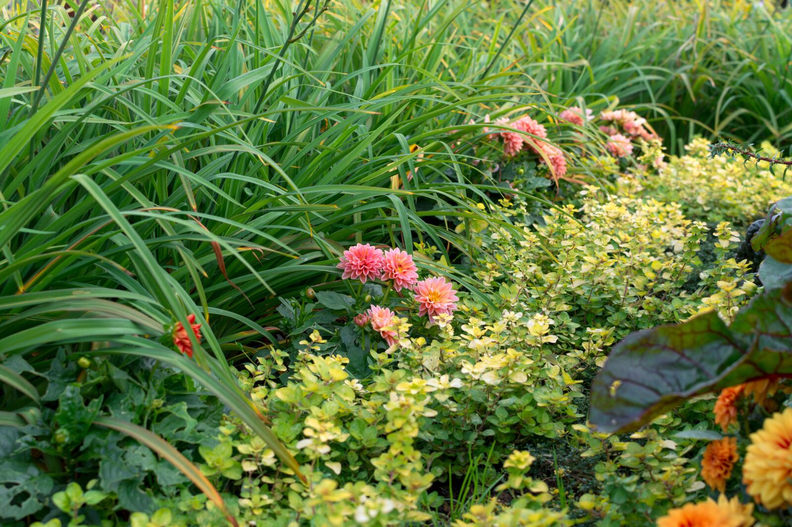Nikon D3200 sample photo. Flower garden, flower bed photography