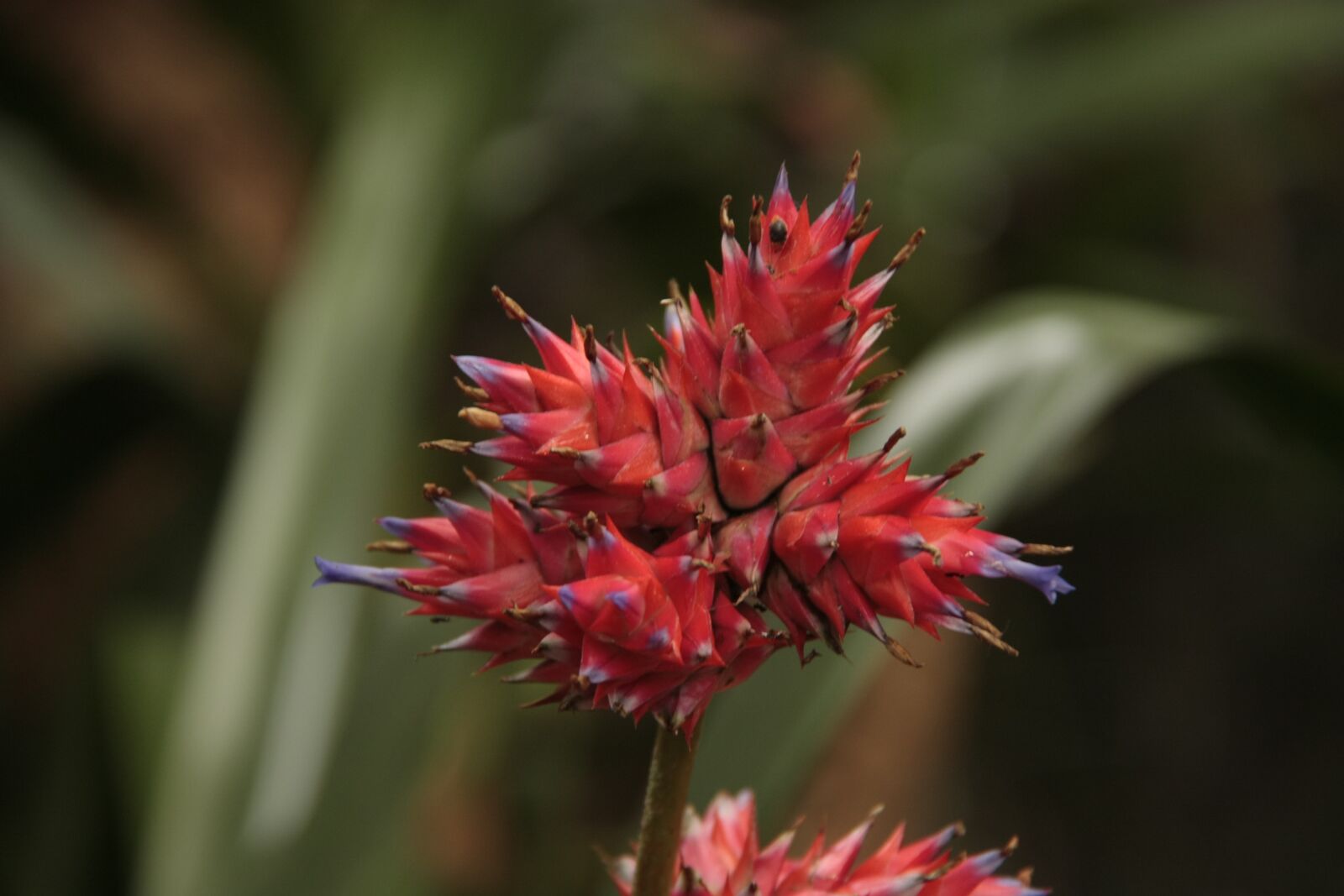 Canon EOS 450D (EOS Rebel XSi / EOS Kiss X2) sample photo. Bromeliads, flower, botanical photography