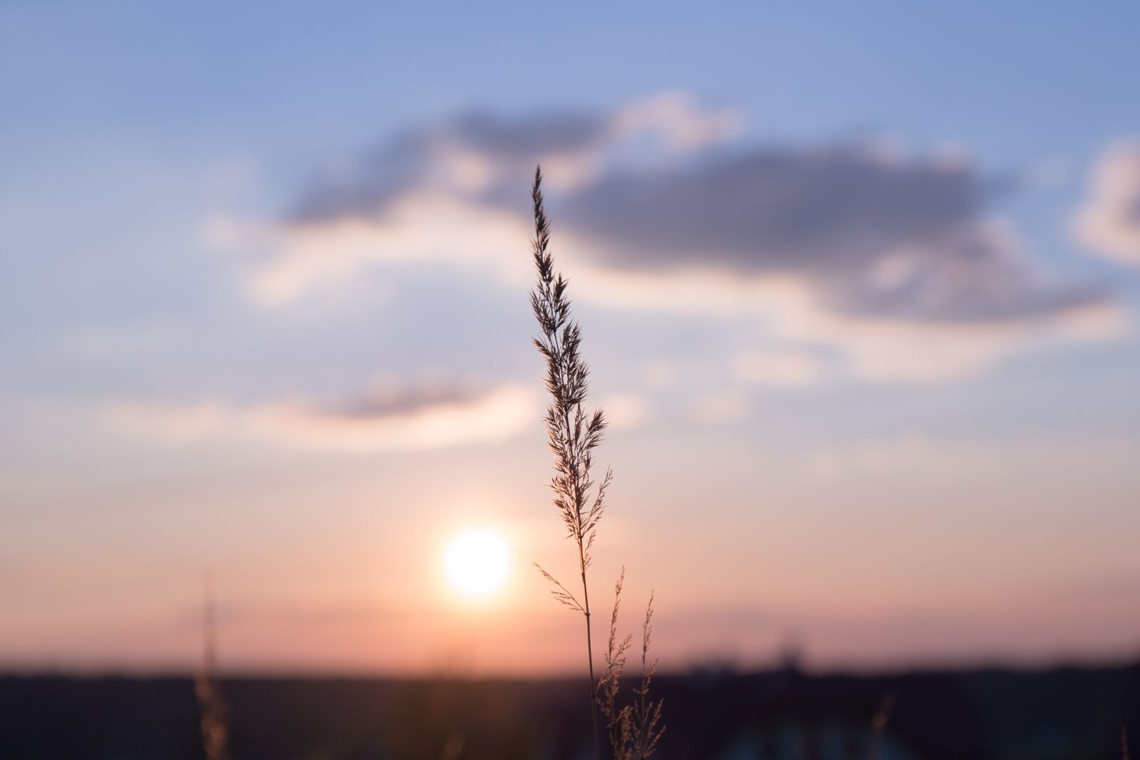 Canon EF 24-70mm F4L IS USM sample photo. Nature, grass, stems photography