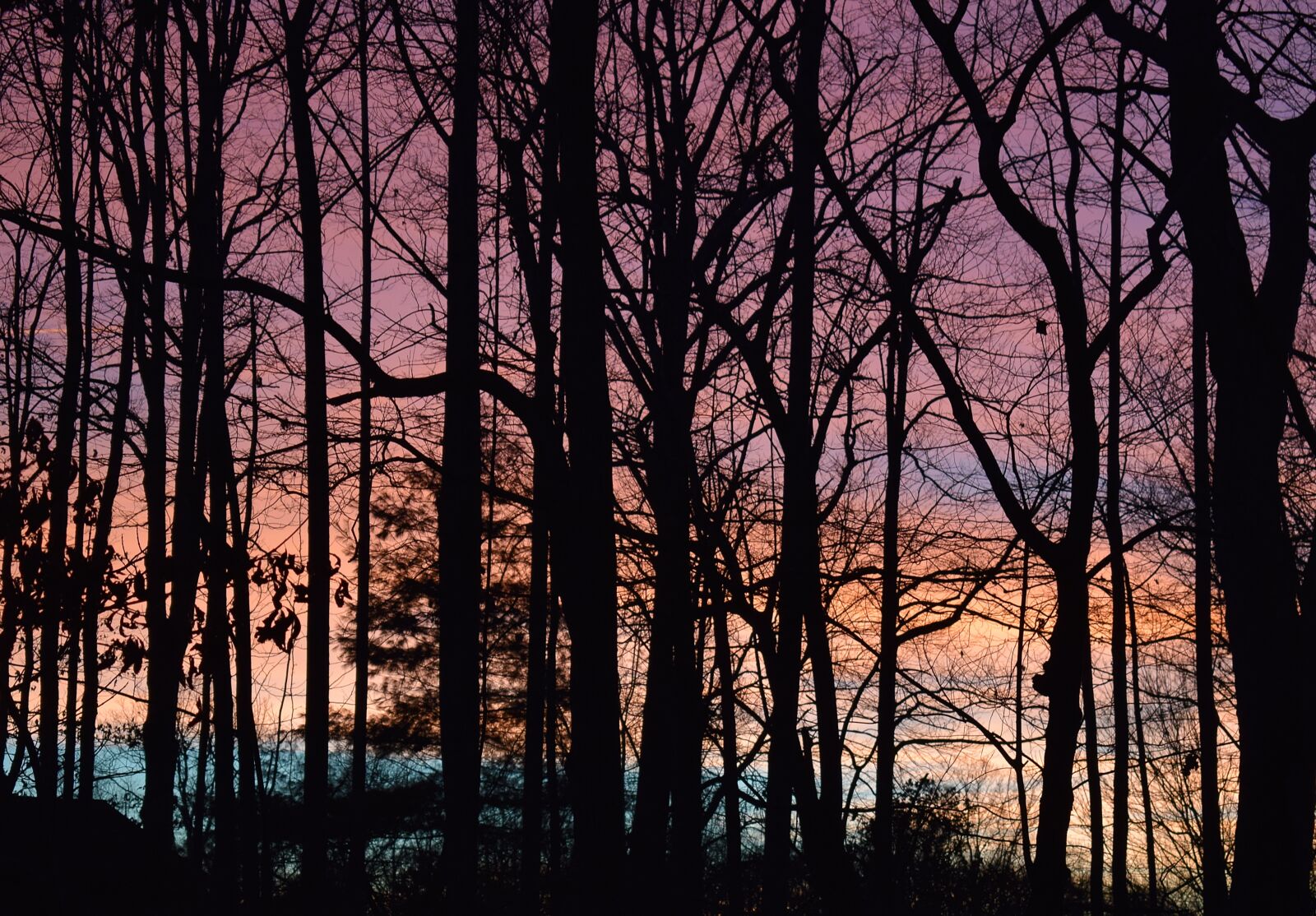 Nikon D3300 sample photo. Sunset through the trees photography