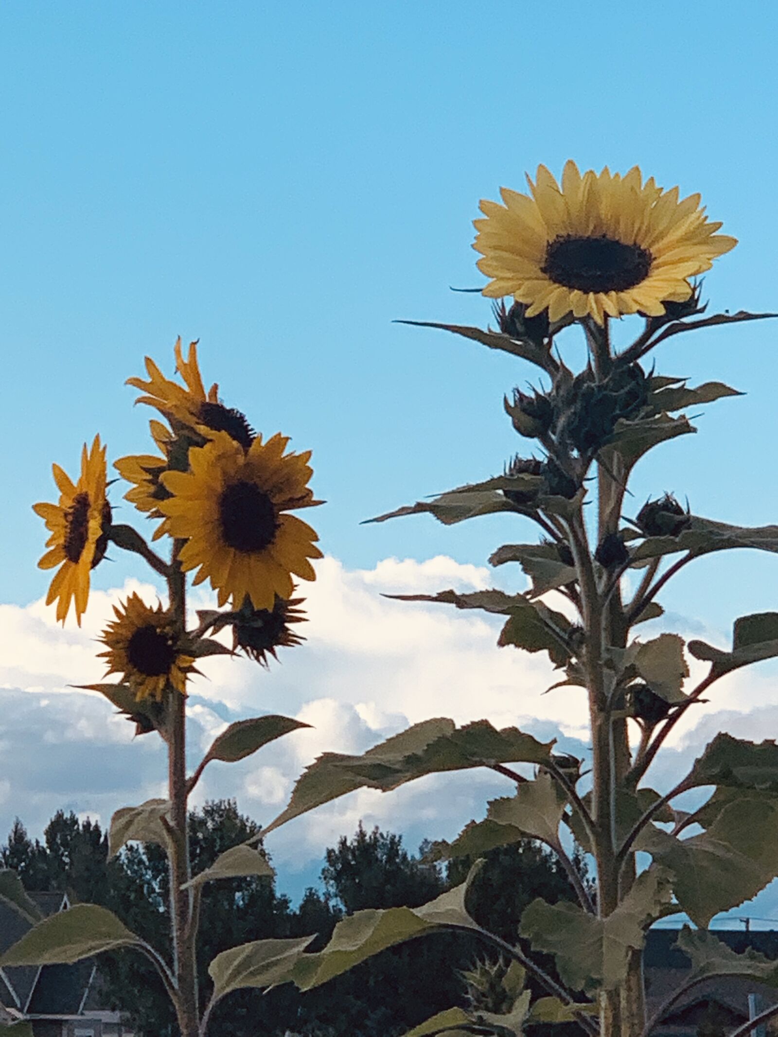 iPhone XS Max back dual camera 6mm f/2.4 sample photo. Bluesky, yellow flowers, landscape photography