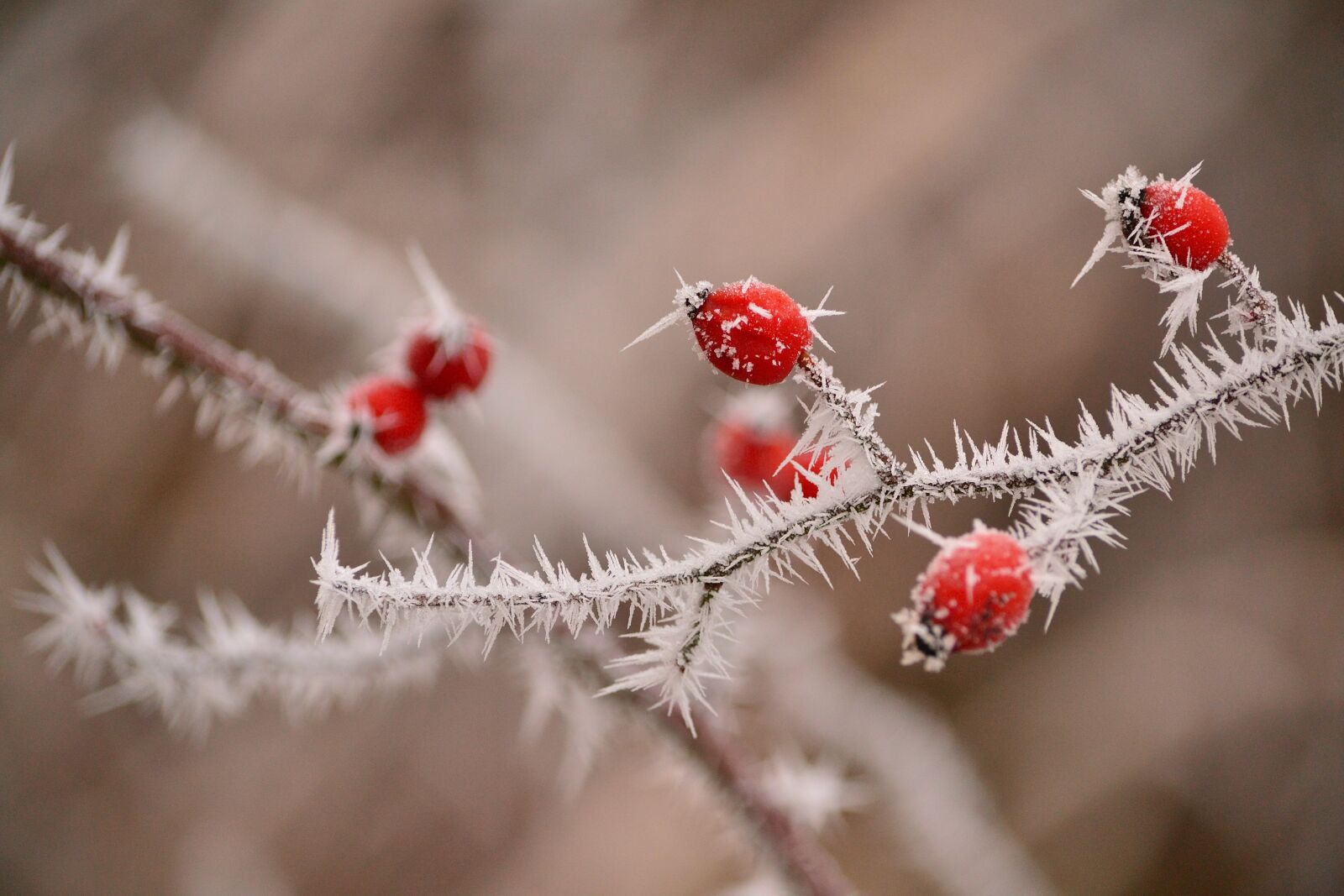 Nikon D3100 sample photo. Winter, darts, nature photography