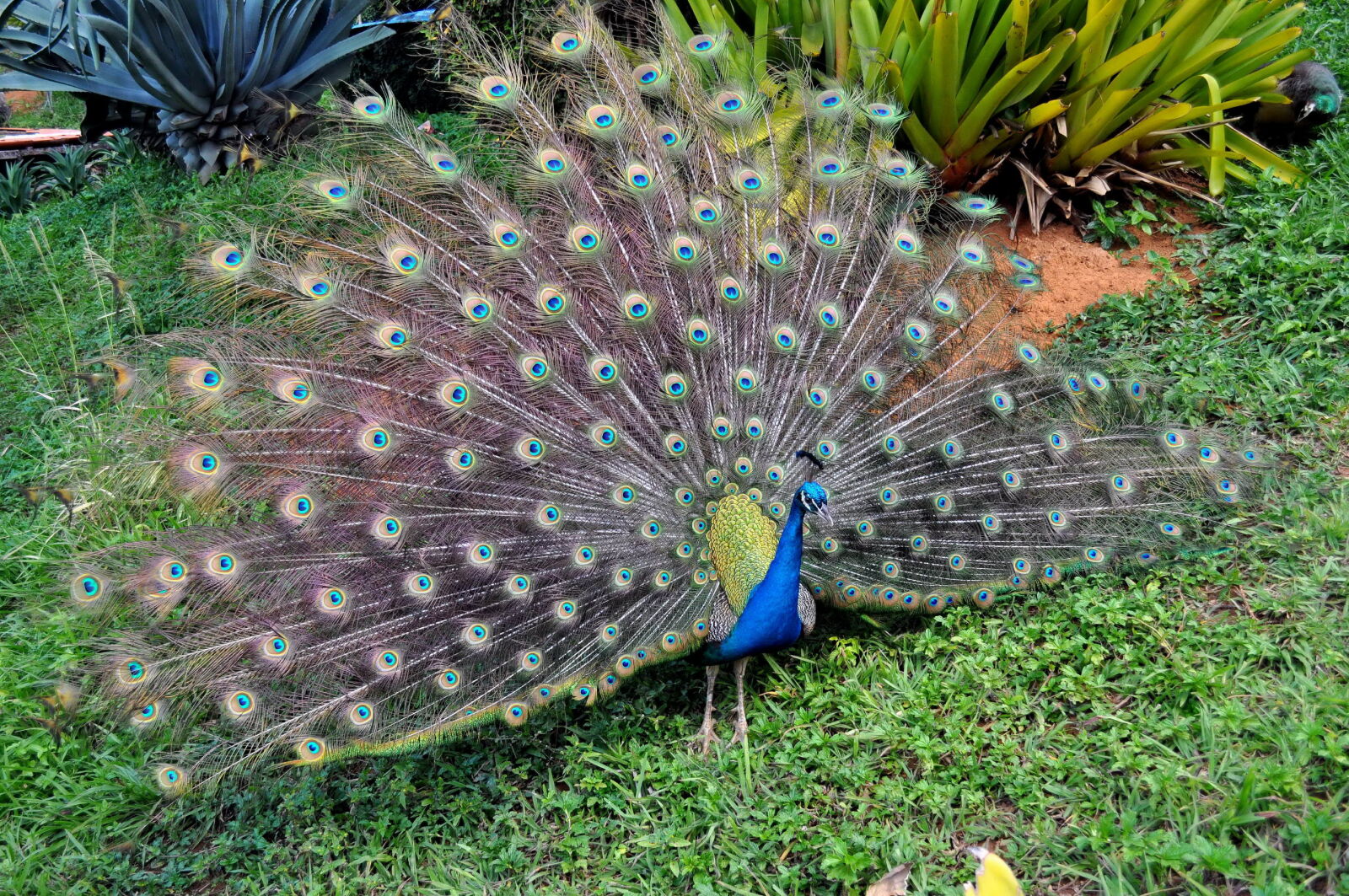 Nikon D5000 sample photo. Peacock, bird, sumptuous, feather photography