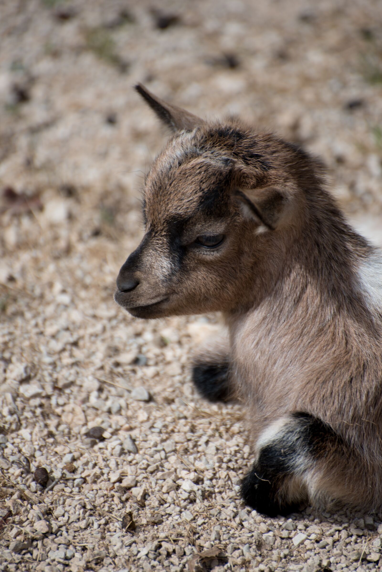 Nikon D750 sample photo. Kid, animal, young animal photography