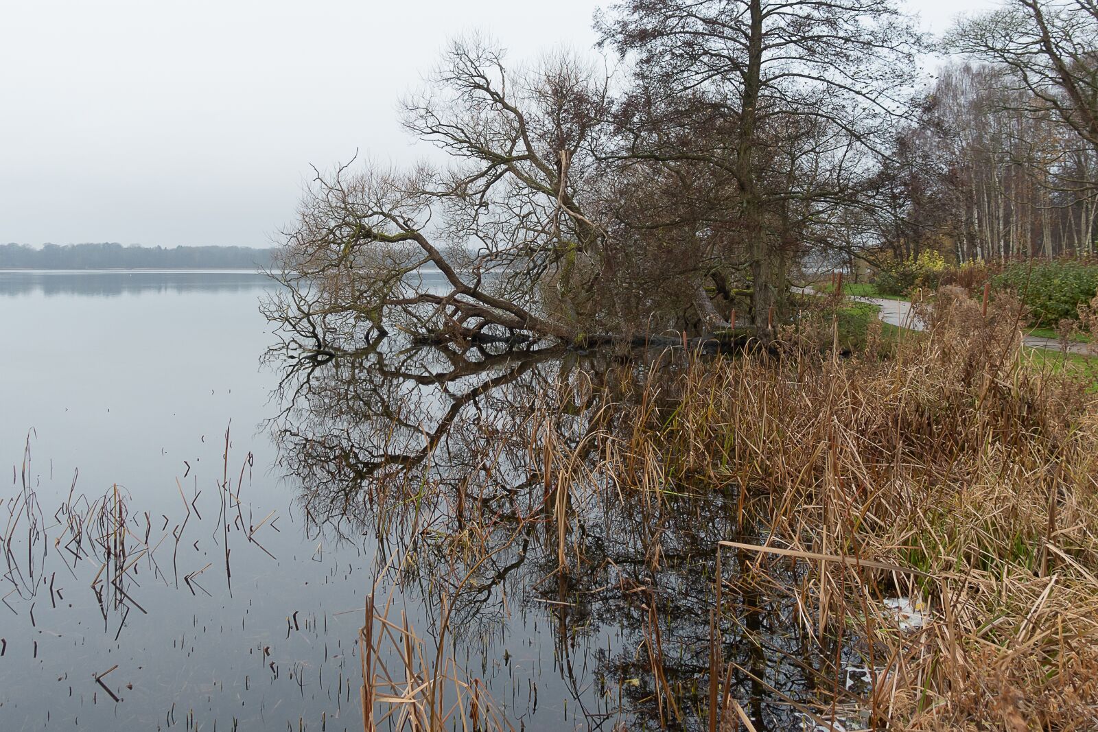 Sony Cyber-shot DSC-RX100 III sample photo. Lake, trees, water photography