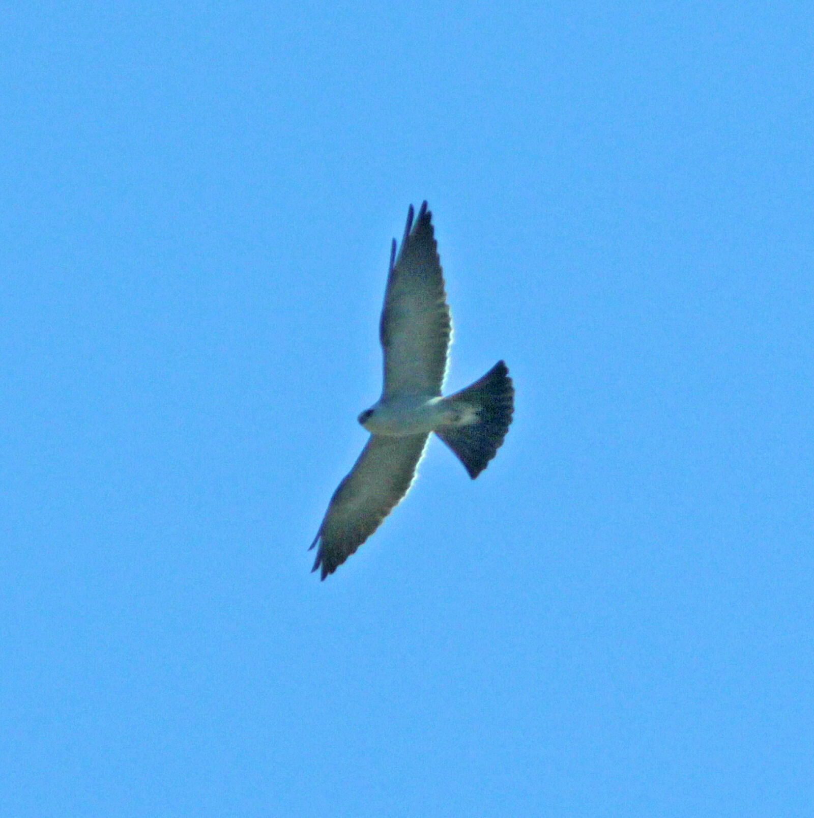 Canon EF 300mm F4L IS USM sample photo