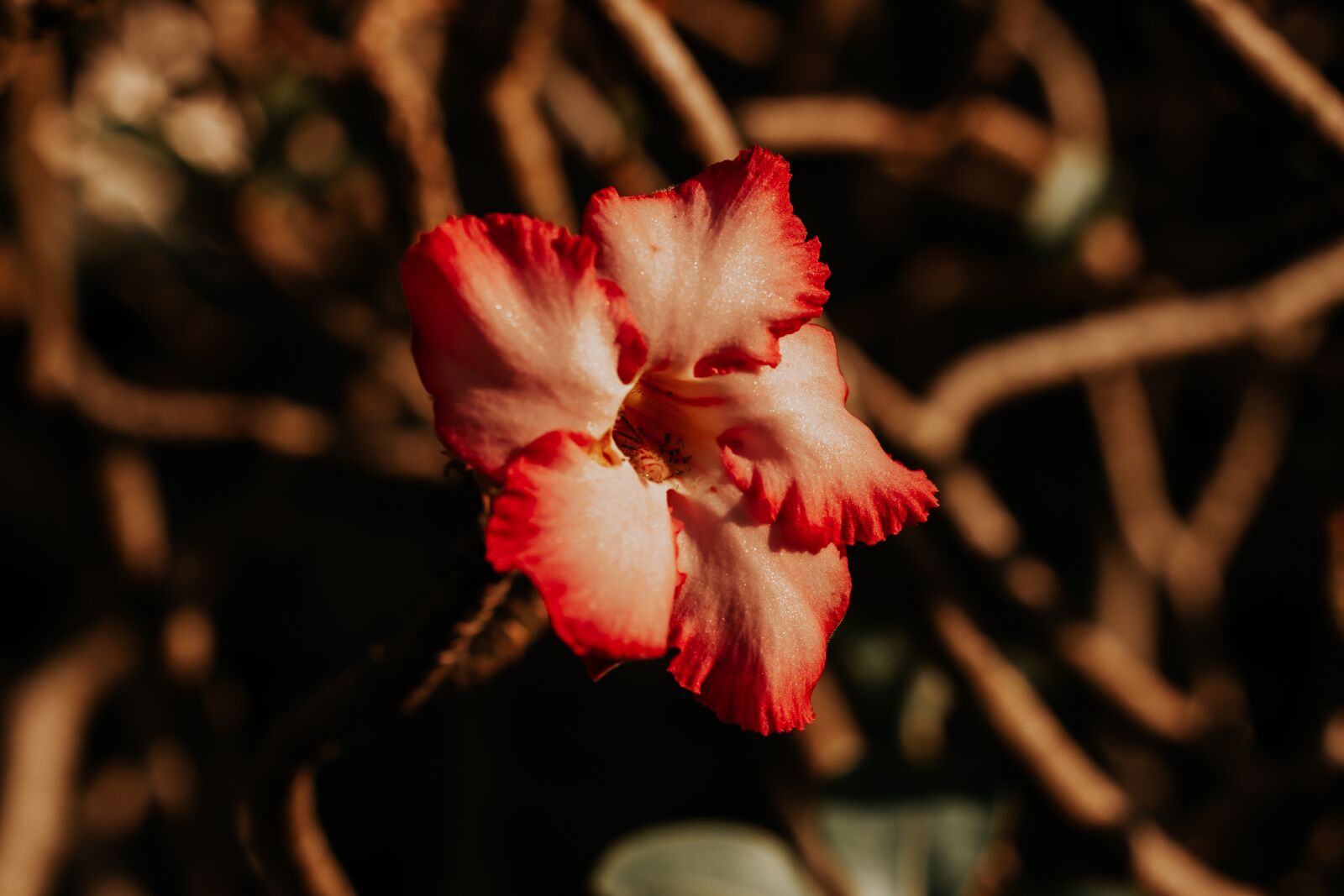 Canon EOS 700D (EOS Rebel T5i / EOS Kiss X7i) + Canon EF 50mm F1.8 STM sample photo. Invited to visit, flowers photography