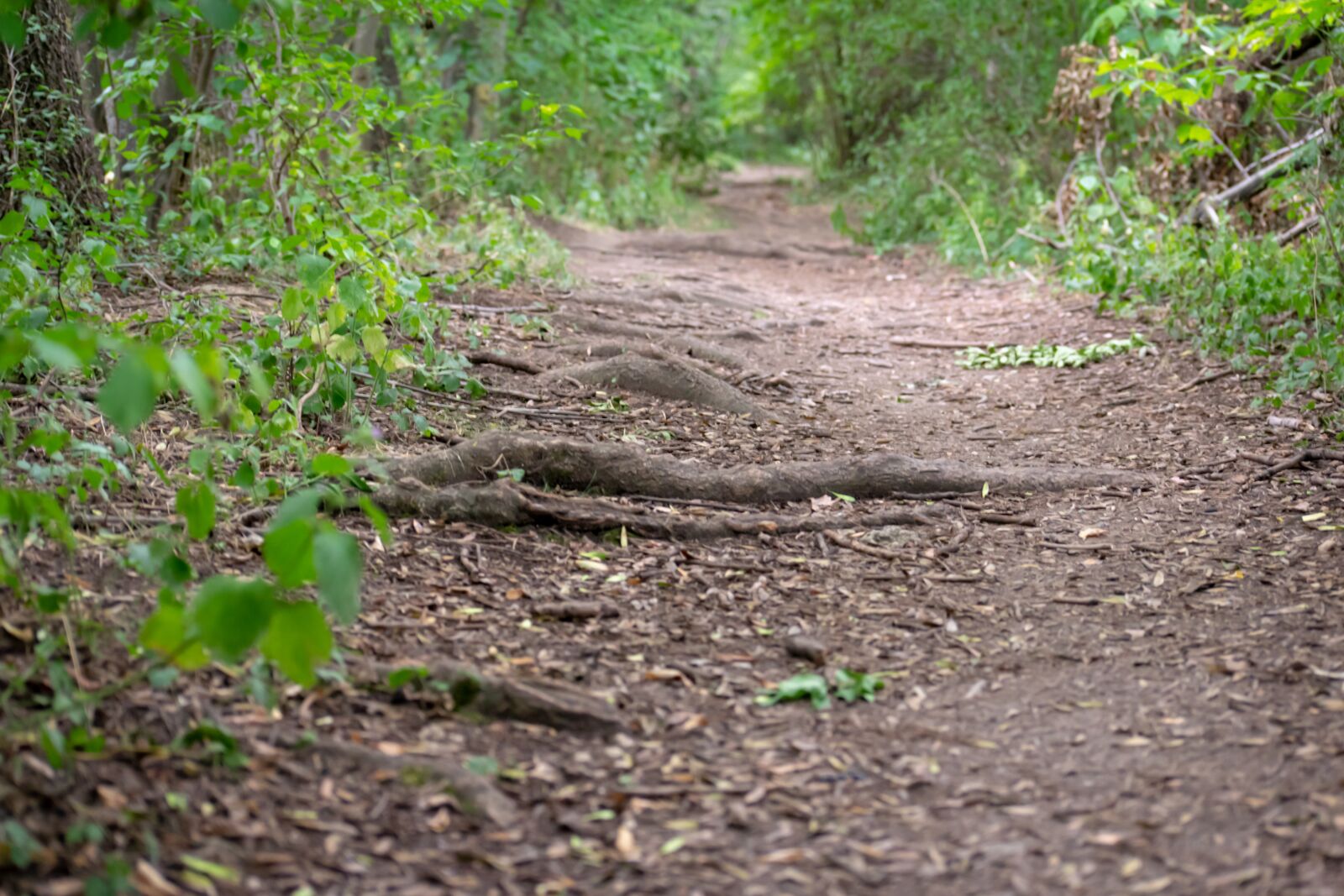 Nikon D3300 sample photo. Forest, way, wild photography
