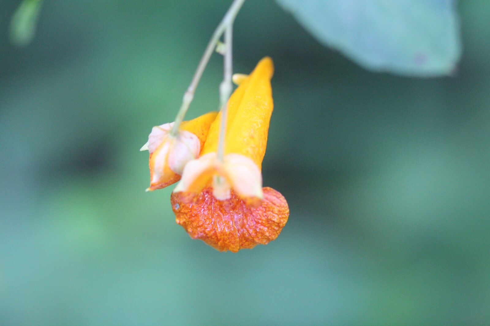 Canon EOS 1000D (EOS Digital Rebel XS / EOS Kiss F) sample photo. Orange, flower, bloom photography