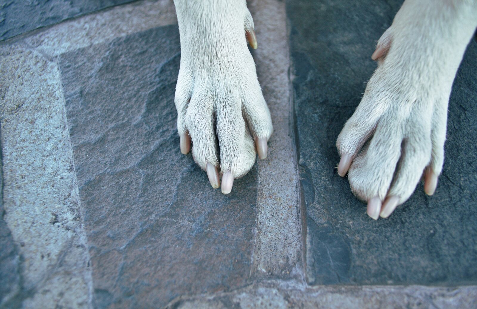 Nikon D3100 sample photo. Paws, dog, puppy photography