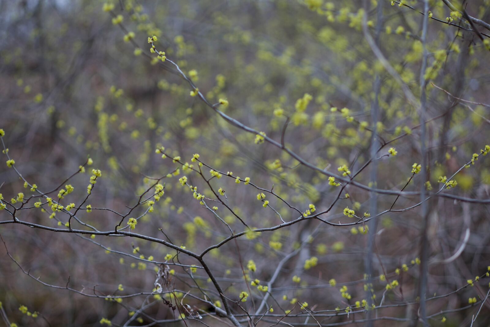 Canon EOS 5D Mark II sample photo. Wild, allspice, shrub, bush photography