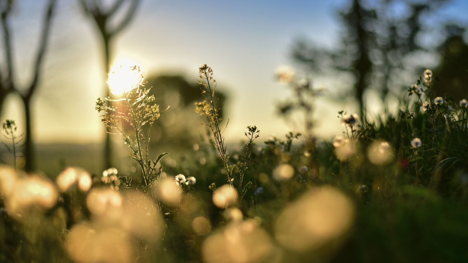 Nikon D750 sample photo. Sun, spring, nature photography