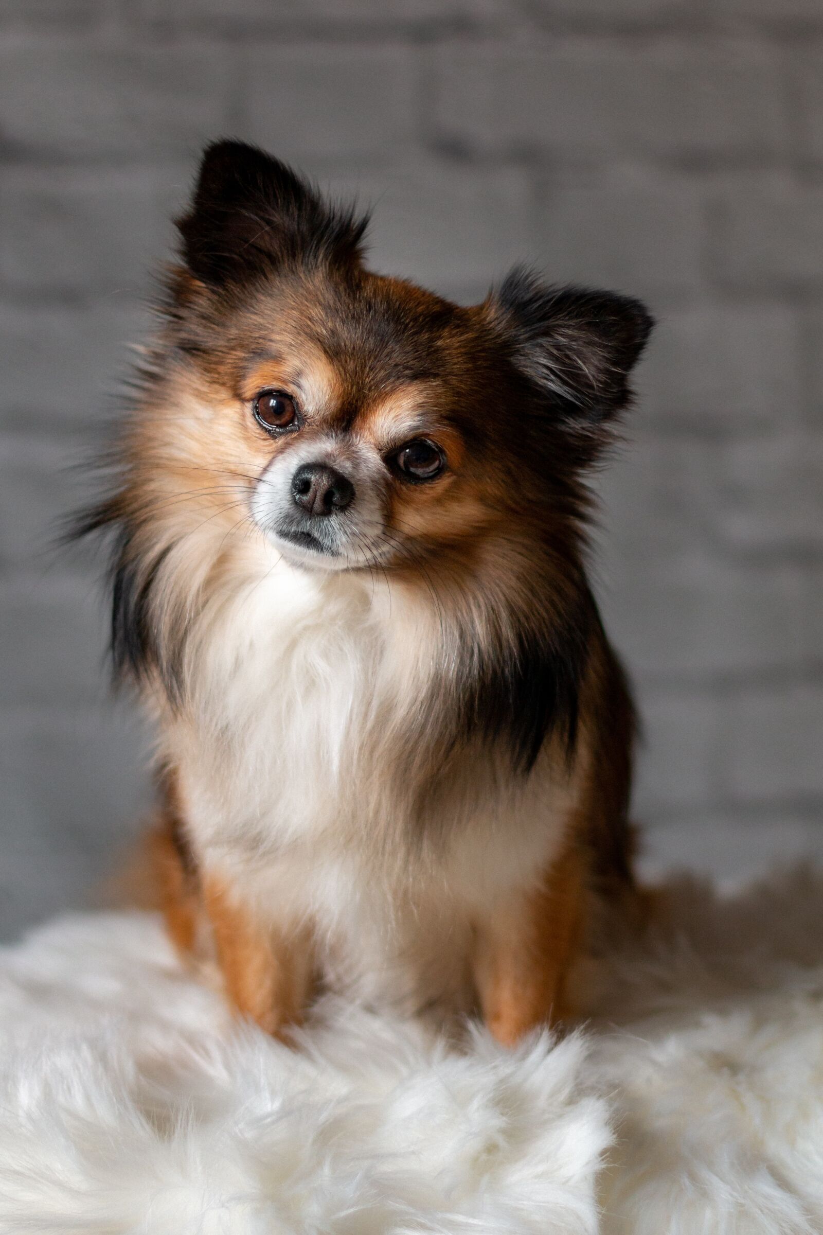Canon EOS 70D + Canon EF 50mm F1.4 USM sample photo. Chihuahua, dog, cute photography