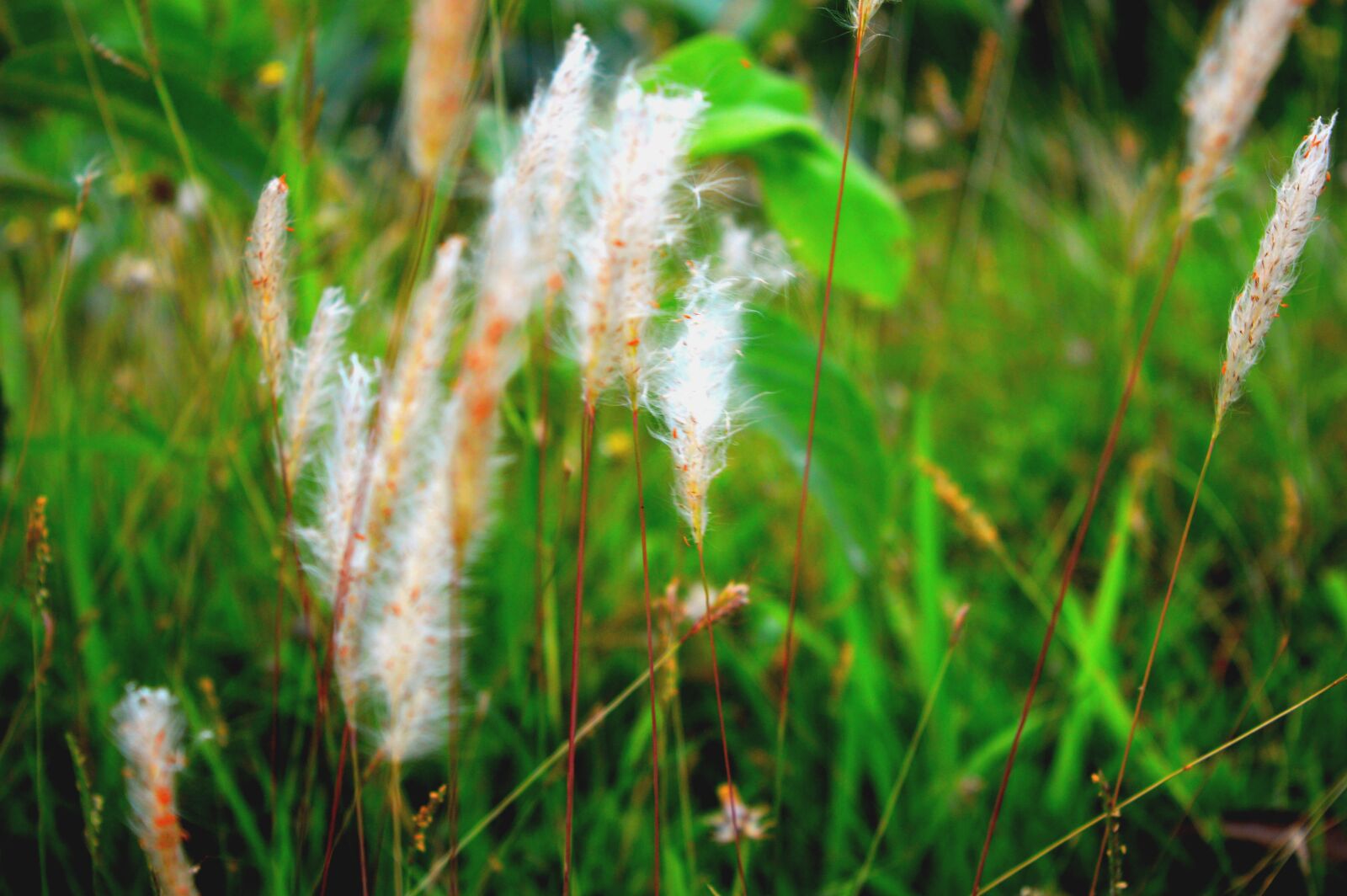Nikon D3200 sample photo