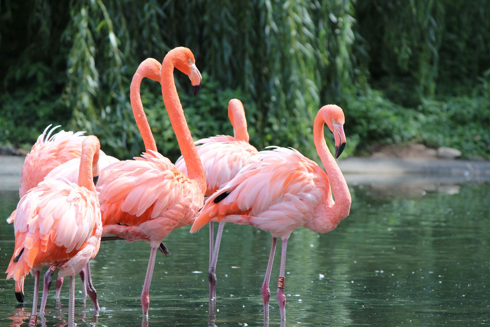 Canon EOS 600D (Rebel EOS T3i / EOS Kiss X5) sample photo. Flamingos, bird, nature photography