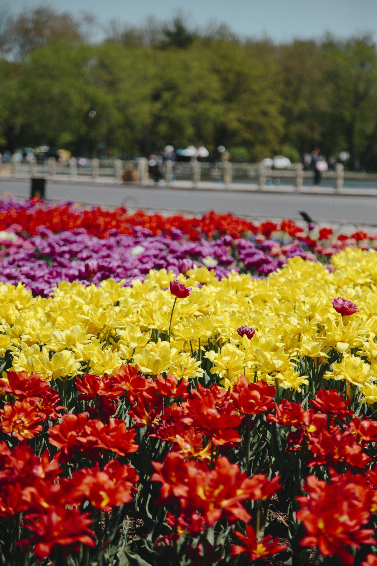 Canon EOS 6D + Canon EF 24-105mm F4L IS USM sample photo. Flowers, field, tulips photography