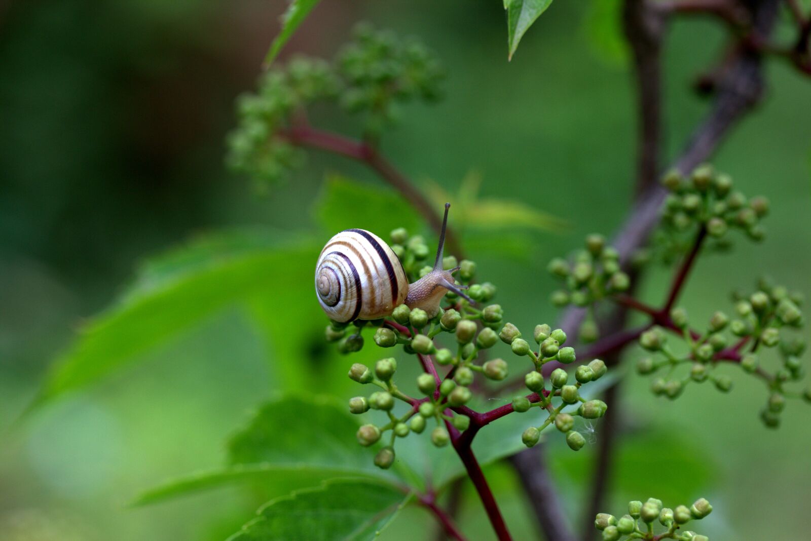 Canon EOS 700D (EOS Rebel T5i / EOS Kiss X7i) sample photo. Snail, shell, horns photography